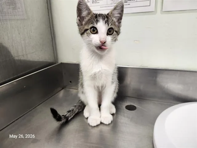 A baby small-sized female Domestic Short Hair cat named Pink Lady for adoption in Santa Cruz, CA