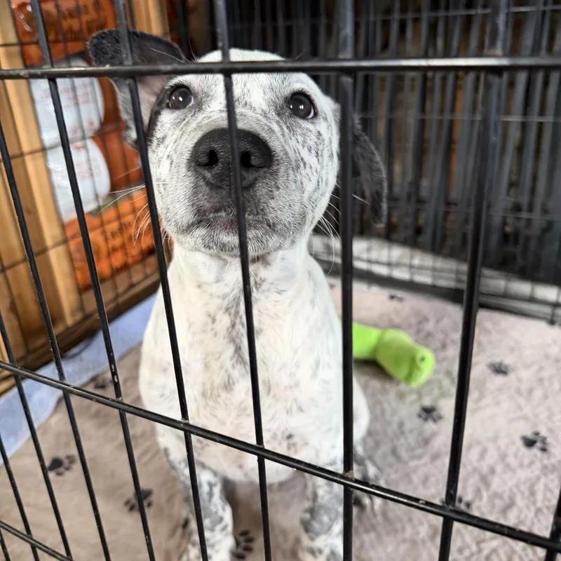A baby medium-sized male White / Cream Australian Cattle Dog / Blue Heeler dog named Chip for adoption in Floresville, TX