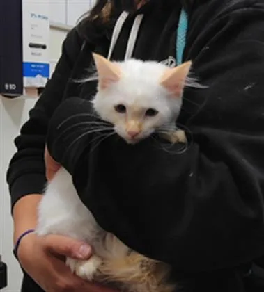 A young small-sized female Domestic Short Hair cat named Pearl for adoption in Albuquerque, NM
