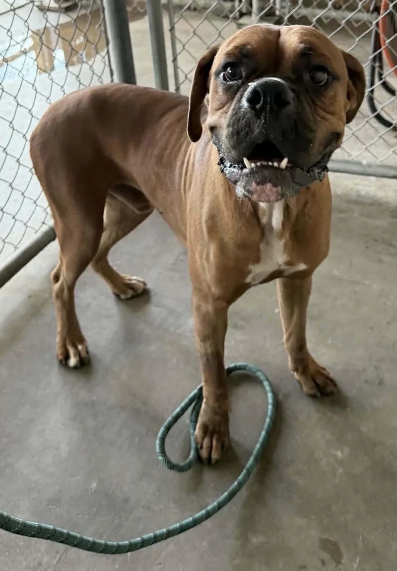 Tyson