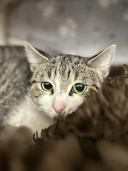 An adult small-sized female Domestic Short Hair cat named Basil for adoption in Munster, IN