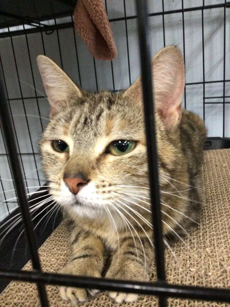 An adult small-sized female Domestic Short Hair cat named Grape for adoption in Logansport , IN