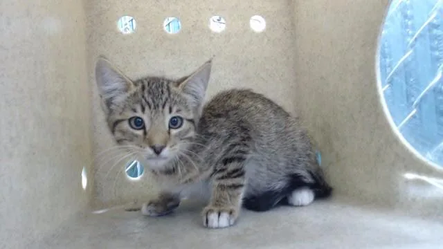 A baby medium-sized male Domestic Short Hair cat named Xander for adoption in Downey, CA