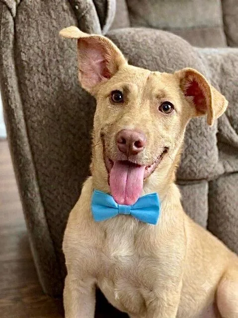 A young medium-sized male Terrier dog named Sprocket for adoption in Princeton, MA