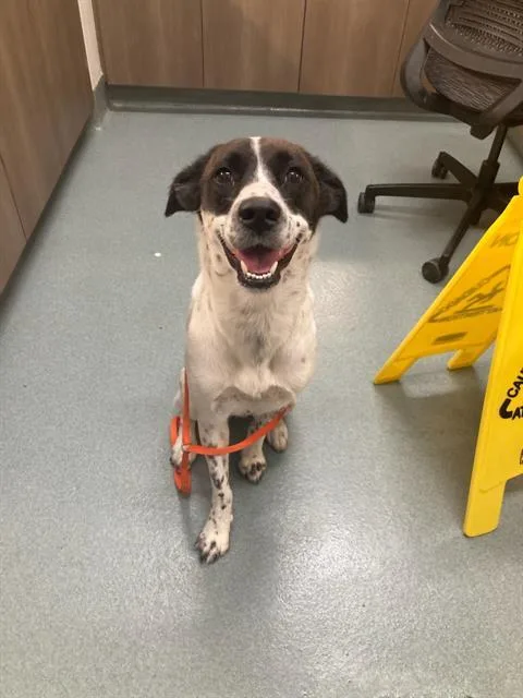 An adult large-sized female Border Collie dog named Bella for adoption in Baytown, TX