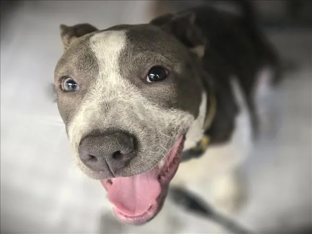A young large-sized male Staffordshire Bull Terrier dog named Chico for adoption in Los Angeles, CA