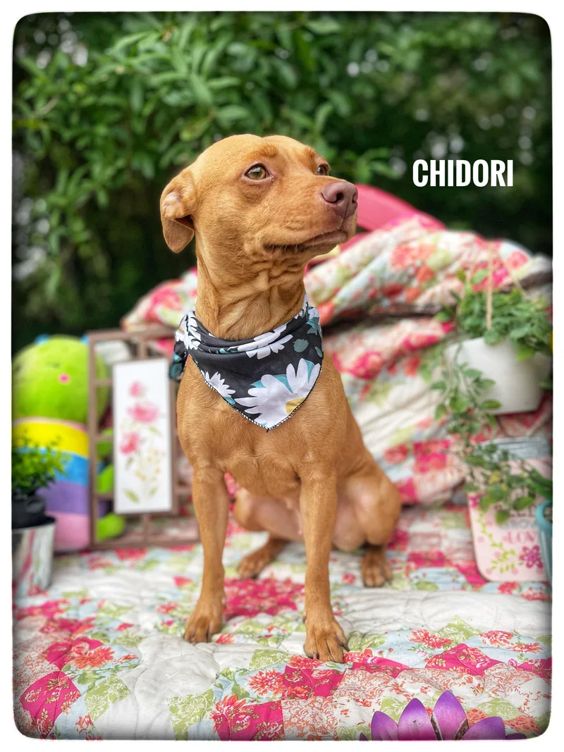Chidori thumbnail 2