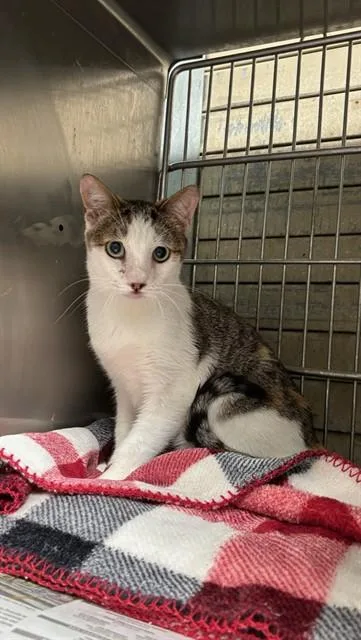 An adult medium-sized female Domestic Short Hair cat named Flash for adoption in Baldwin Park, CA