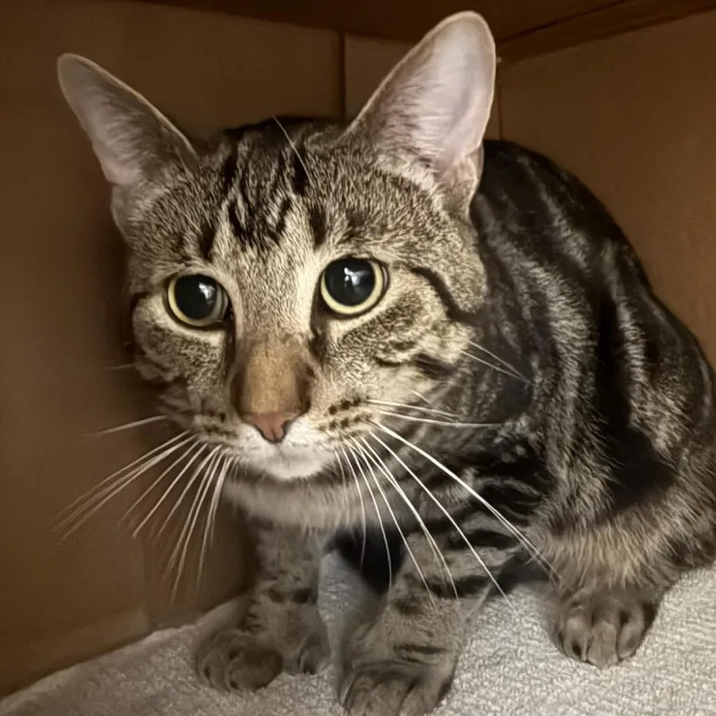 Fabio Chow Hound Byron