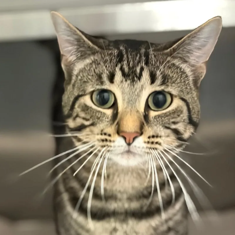 Fabio Chow Hound Byron thumbnail 2