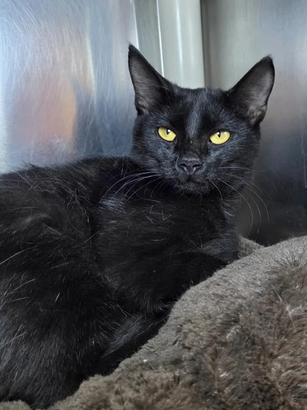 A young small-sized male Domestic Short Hair cat named Bitcoin for adoption in Millersville, MD