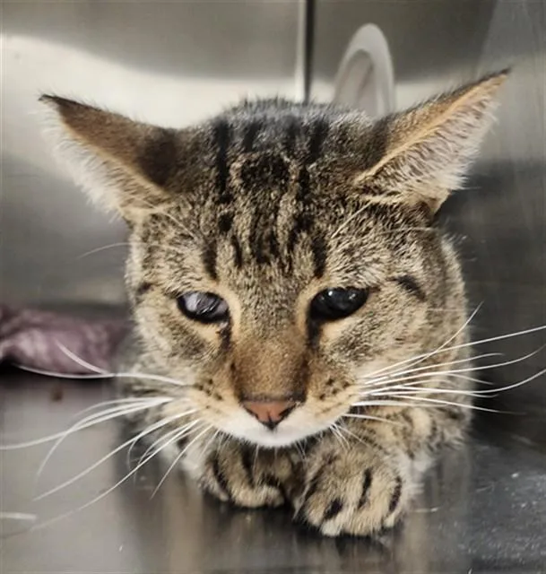 A young medium-sized male Domestic Short Hair cat named Tupper for adoption in Bakersfield, CA