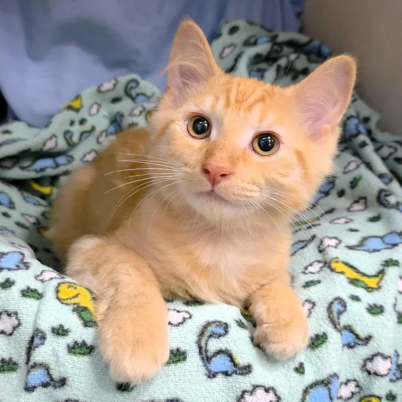 A baby small-sized male Orange / Red Domestic Medium Hair cat named Kit for adoption in Michigan City, IN