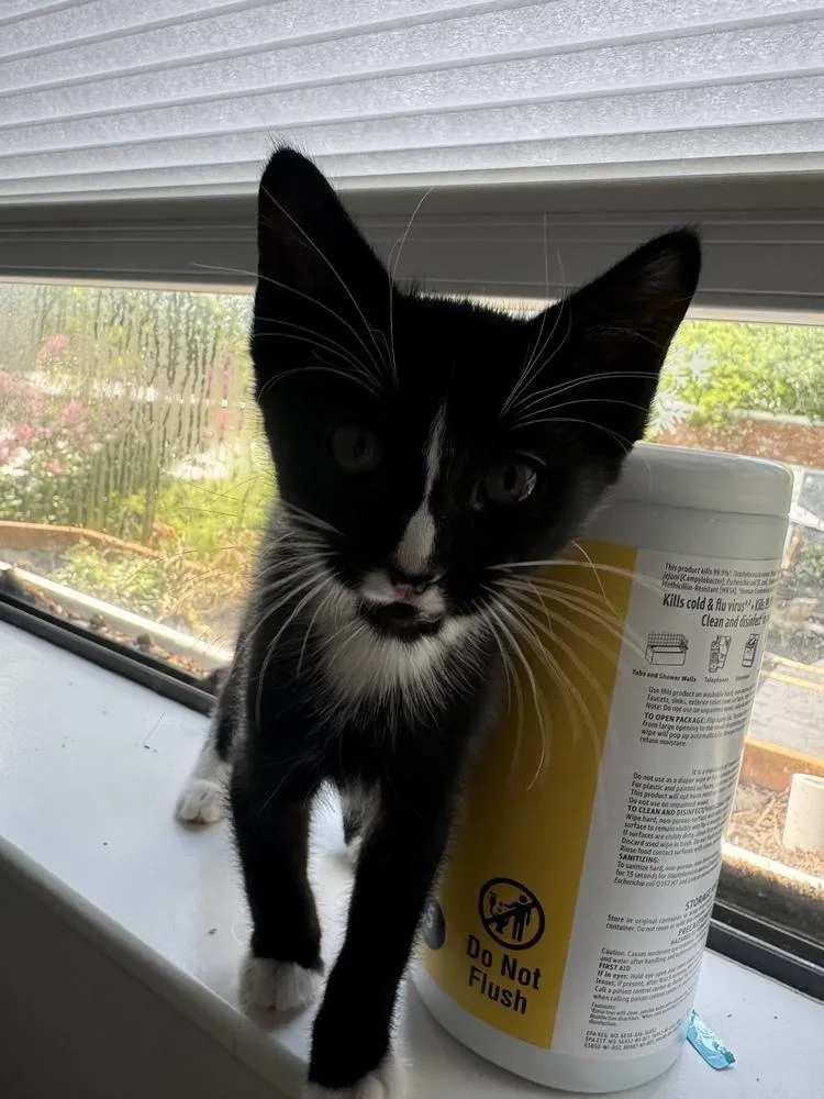 A baby small-sized female Black & White / Tuxedo Domestic Short Hair cat named Natasha for adoption in Dallas, TX