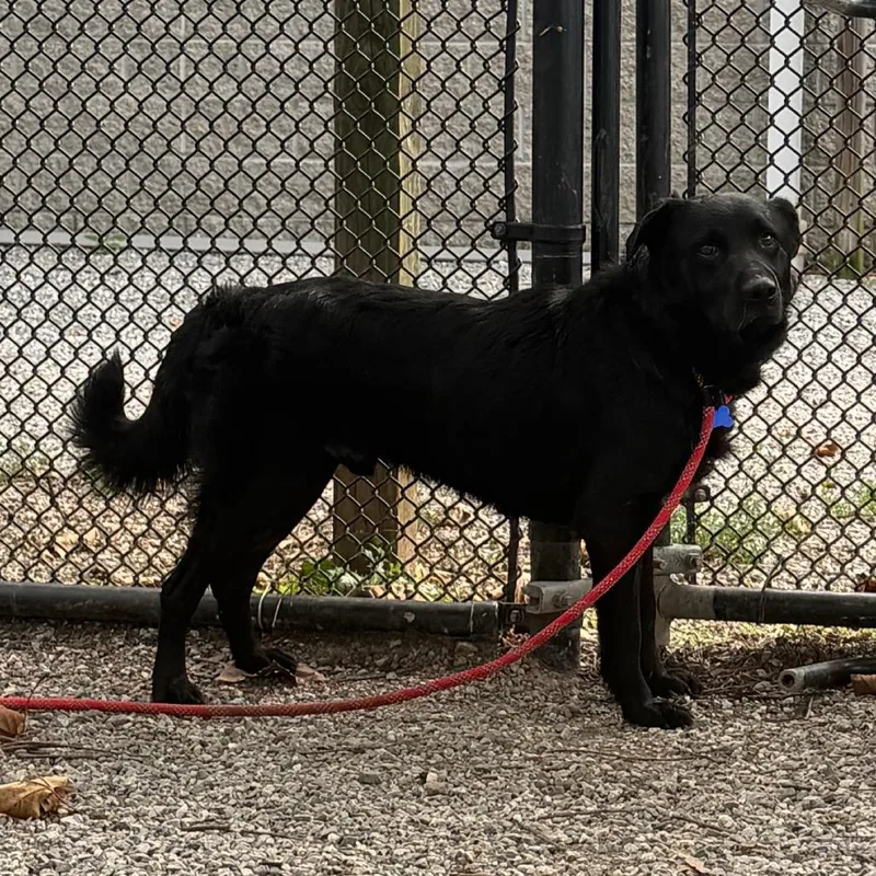 An adult medium-sized male Border Collie dog named Malachi for adoption in York, PA