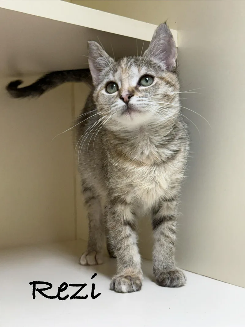 A baby medium-sized female Tabby (Brown / Chocolate) Domestic Short Hair cat named Rezi for adoption in Pawleys Island, SC