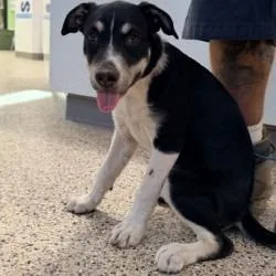 A baby medium-sized female Black Collie dog named Puppy for adoption in Bullhead City, AZ