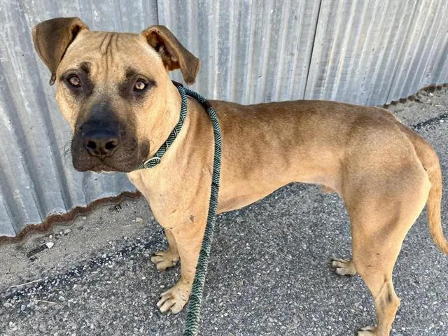 An adult large-sized male Pit Bull Terrier dog named Rano for adoption in Albuquerque, NM