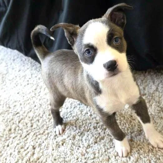 A baby small-sized female Brown / Chocolate Pit Bull Terrier dog named Starry for adoption in Las Vegas, NV