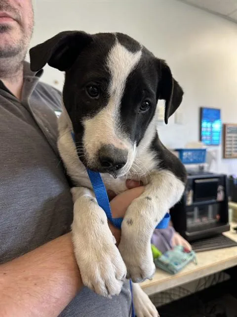 A young small-sized female Australian Shepherd dog named Bellatrix for adoption in Casper, WY