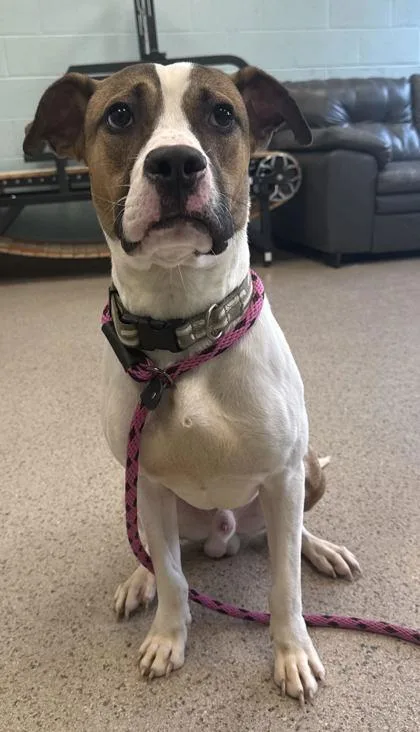 A young medium-sized male Pit Bull Terrier dog named Starpaws for adoption in Fishers, IN