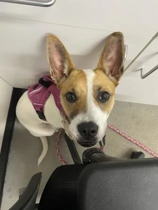 An adult medium-sized female Mixed Breed dog named Penny fka Marina for adoption in West Chester, PA