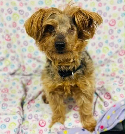An adult small-sized male Mixed Breed dog named Stevie for adoption in West Chester, PA