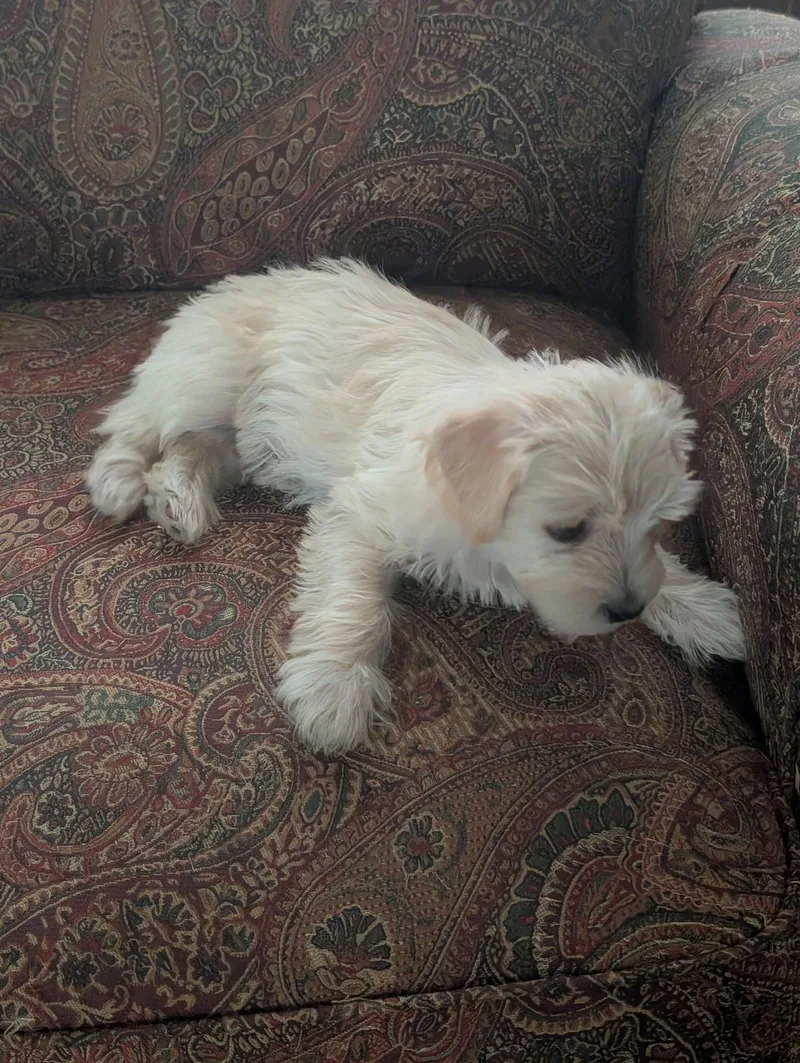 A baby small-sized female White / Cream Poodle (Toy) dog named Gina for adoption in Ephrata, WA