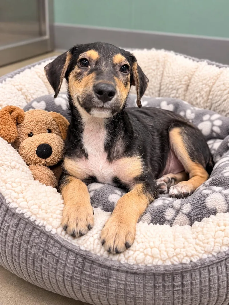 A baby medium-sized male Mixed Breed dog named Freddie just a puppy for adoption in Conway, SC