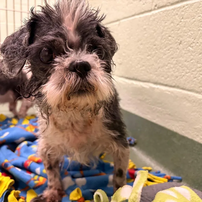 A senior small-sized male Black Shih Tzu dog named Gravy for adoption in West Palm Beach, FL