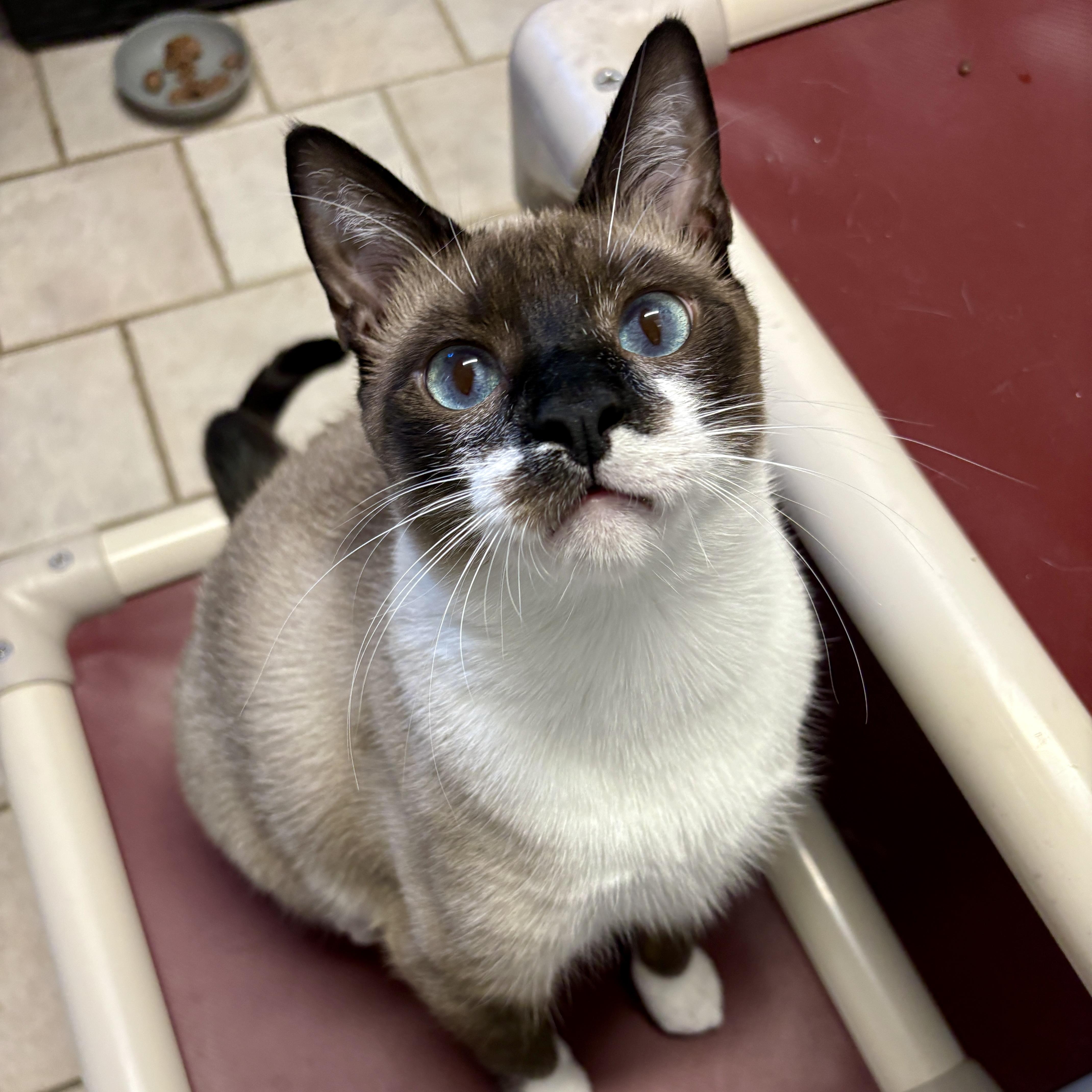 A young medium-sized male Seal Point Domestic Short Hair cat named Pepper for adoption in Beacon, NY