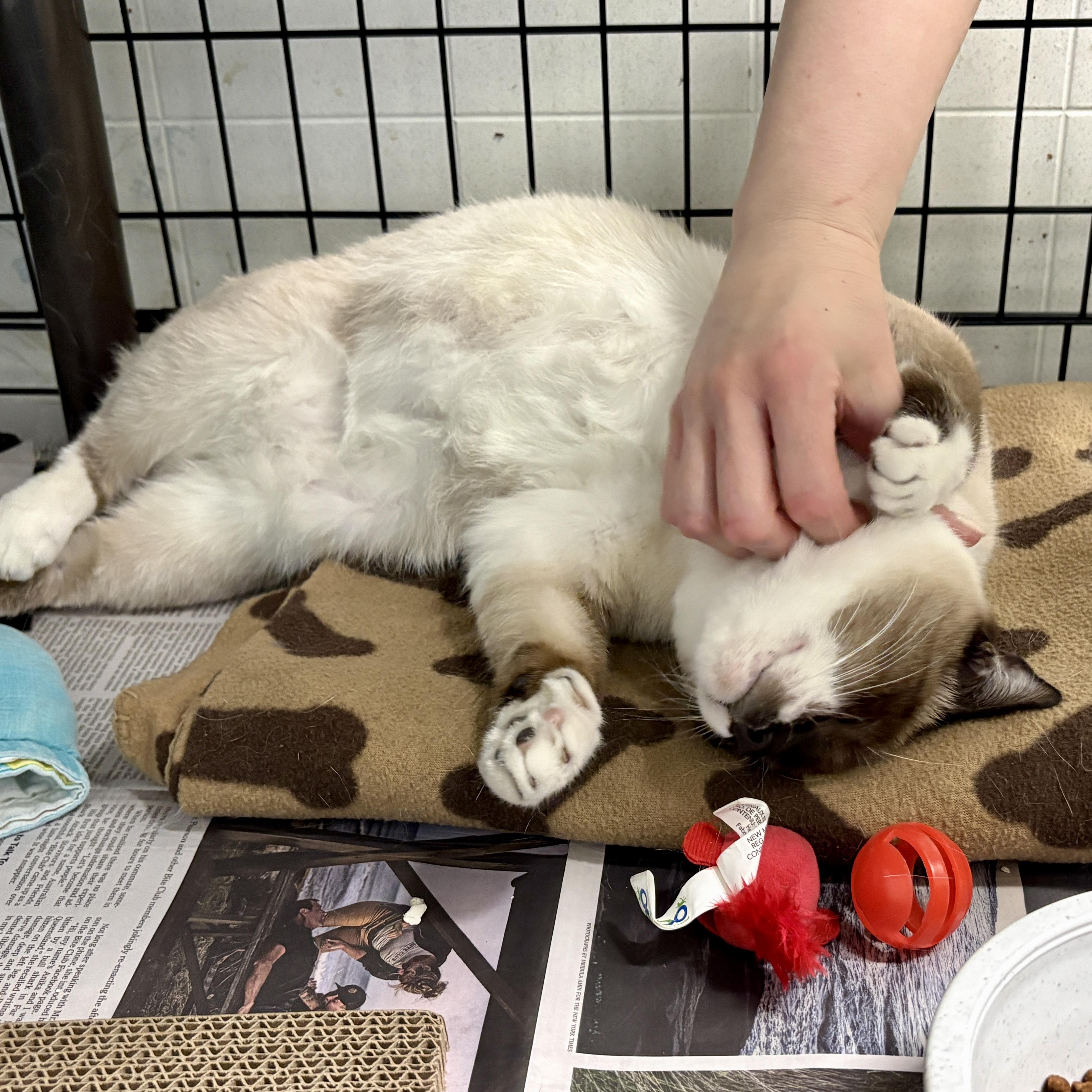 Pepper thumbnail 3