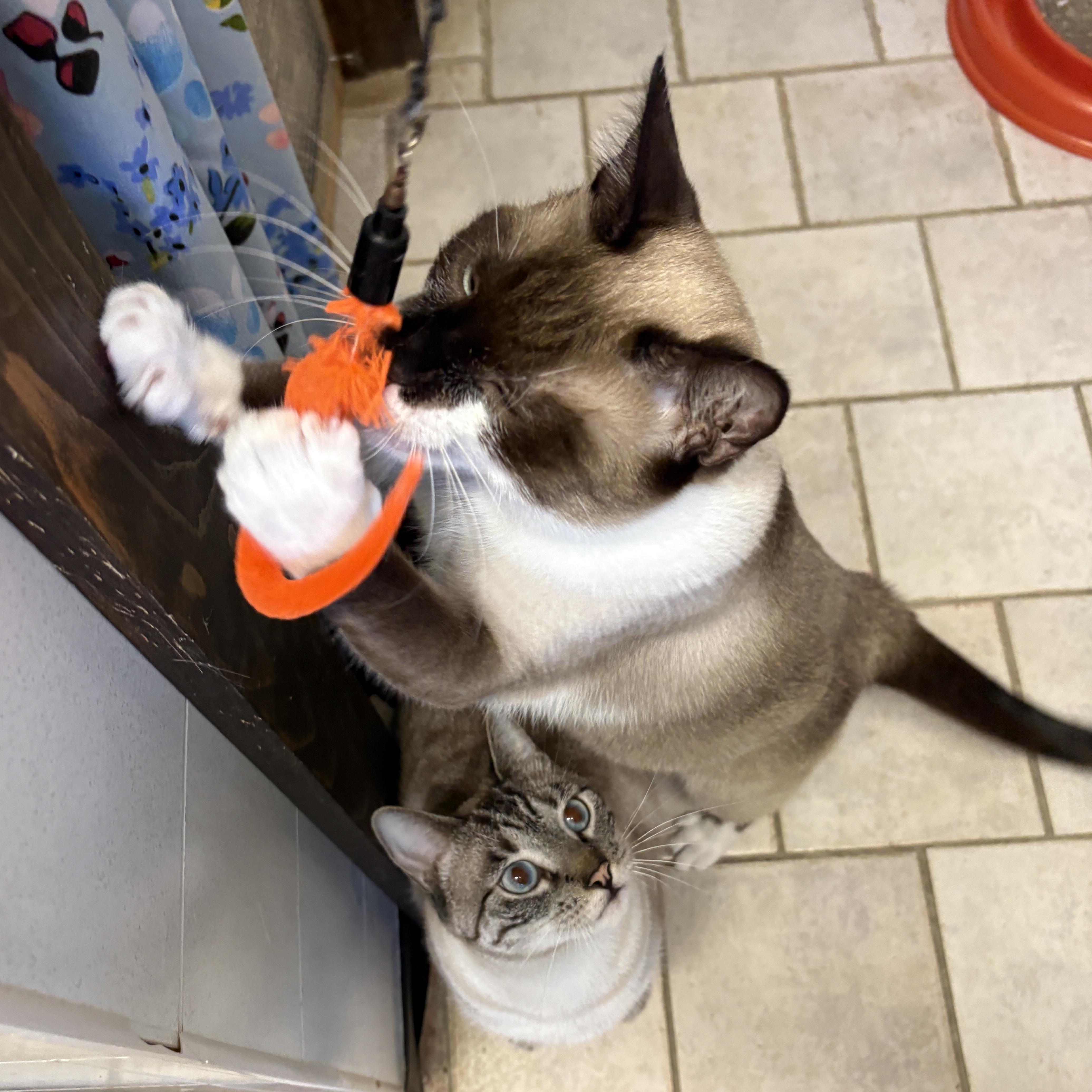 Pepper thumbnail 6