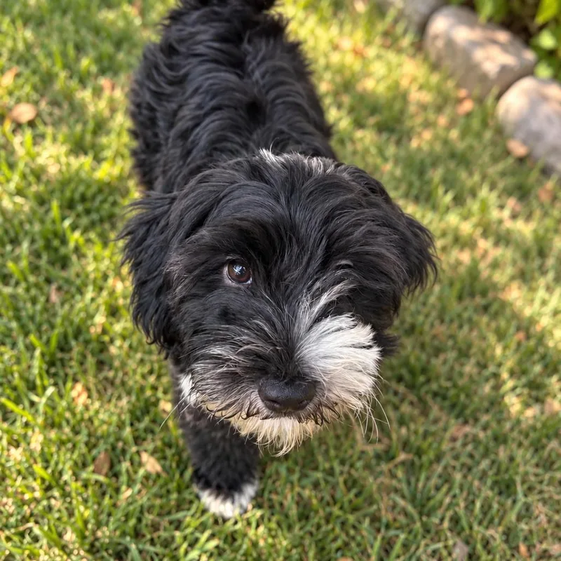 A baby medium-sized female Poodle (Toy) dog named Mabel for adoption in Overland Park, KS