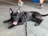 An adult medium-sized male French Bulldog dog named Pugsley for adoption in Newport, KY