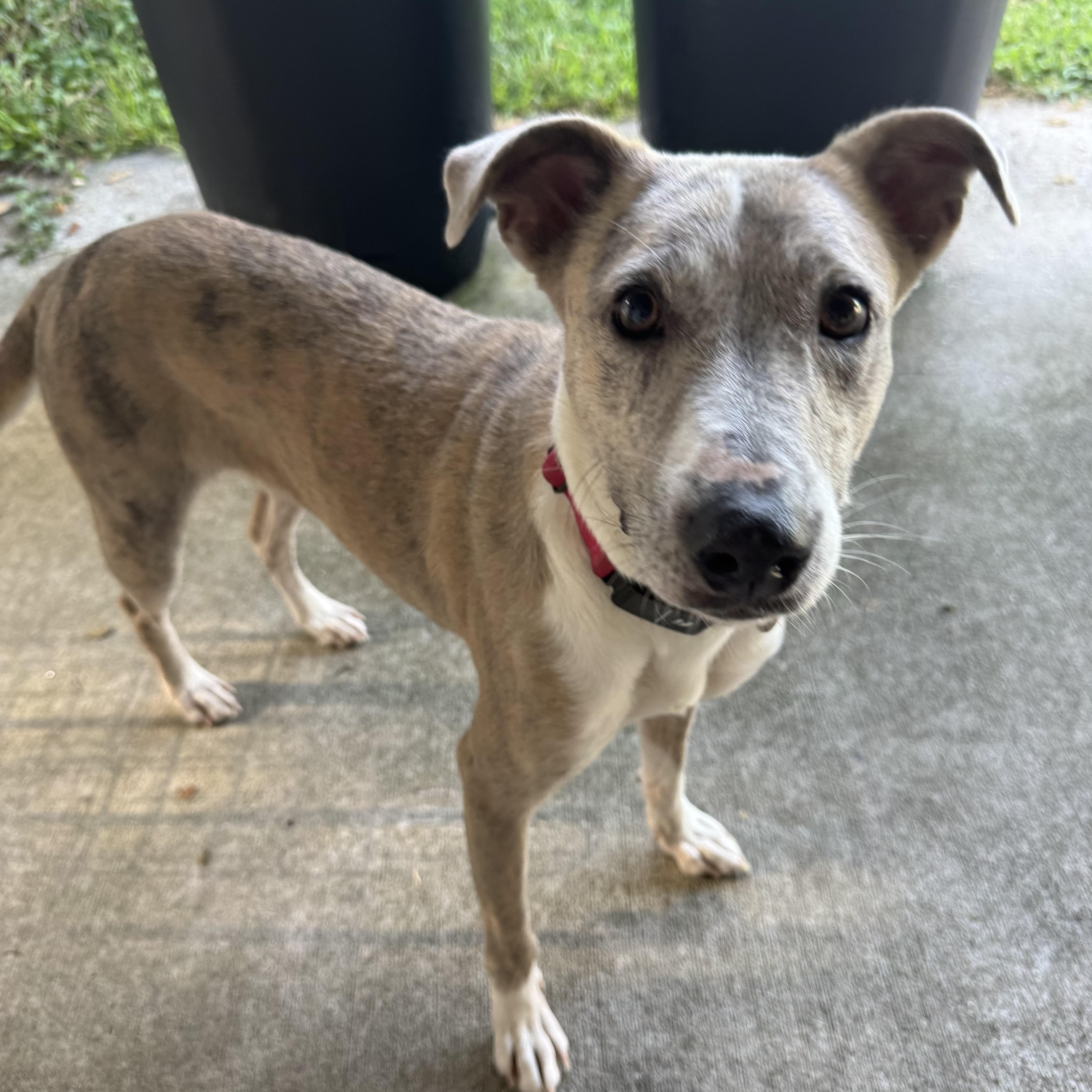 An adult medium-sized female Brindle Catahoula Leopard Dog dog named Delilah for adoption in The Woodlands, TX