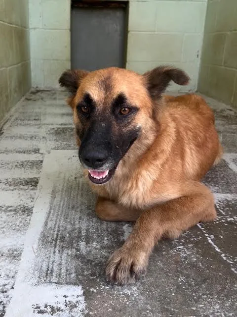 An adult medium-sized female Brown / Chocolate Belgian Shepherd / Malinois dog named Tawny for adoption in Mount Sterling, KY
