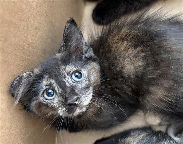 A baby medium-sized female Domestic Short Hair cat named Miso for adoption in Dallas, TX