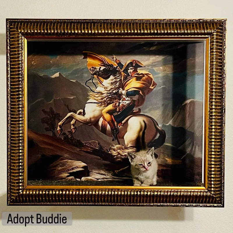 A baby small-sized male Blue Point Siamese cat named Buddie for adoption in Los Angeles, CA