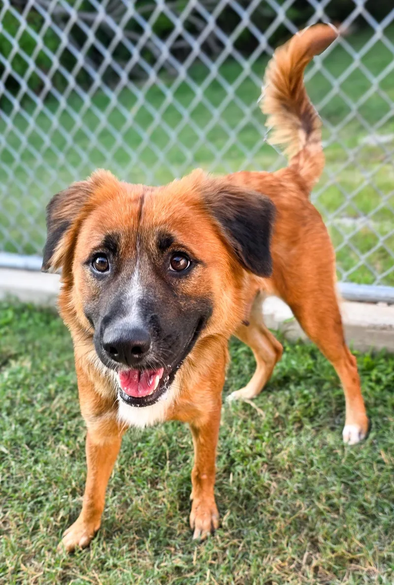 An adult medium-sized female Brown / Chocolate Shepherd dog named Lacie for adoption in Gainesville, TX