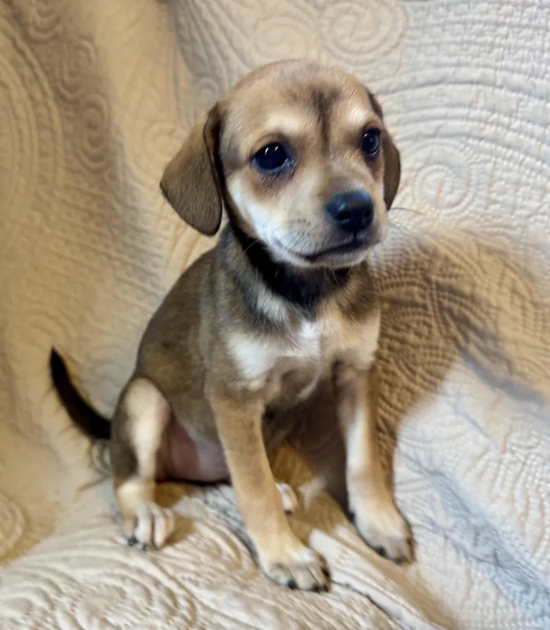 A baby small-sized female Terrier dog named Vivienne for adoption in Maiden, NC