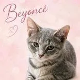 A young medium-sized female Tabby (Gray / Blue / Silver) Domestic Short Hair cat named Beyonce for adoption in Portsmouth, OH