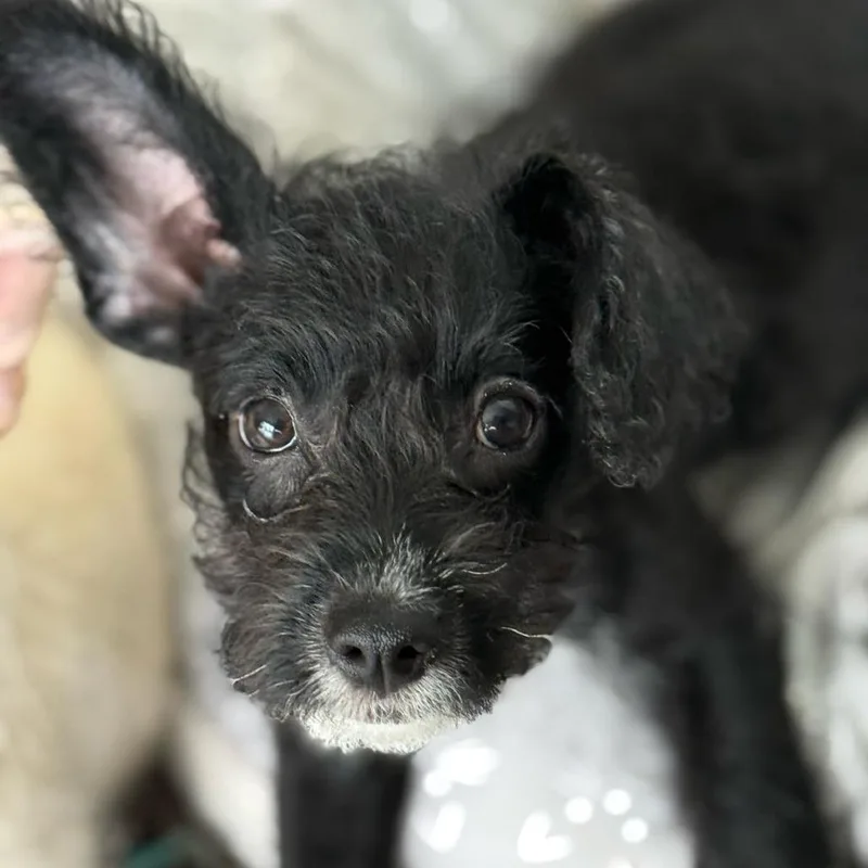 A baby small-sized female Black Poodle dog named Pepper for adoption in San Diego, CA