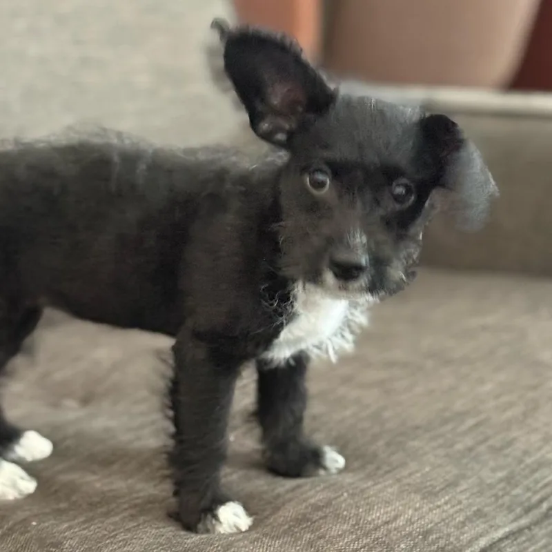Pepper thumbnail 2