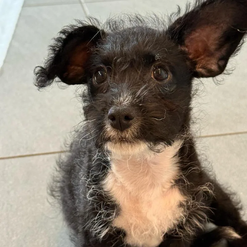 Pepper thumbnail 3