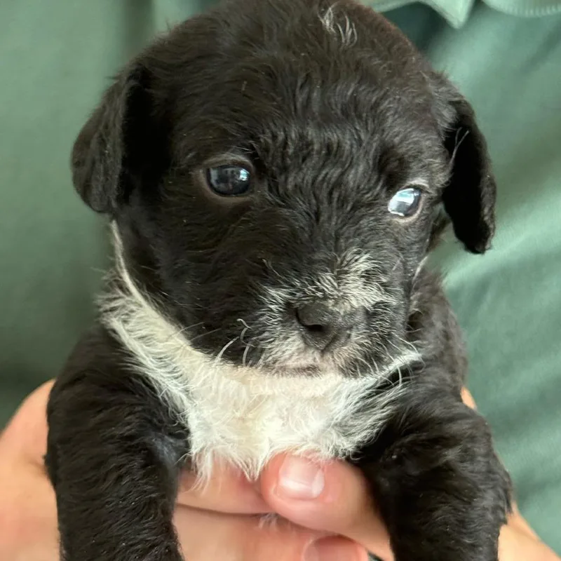 Pepper thumbnail 4
