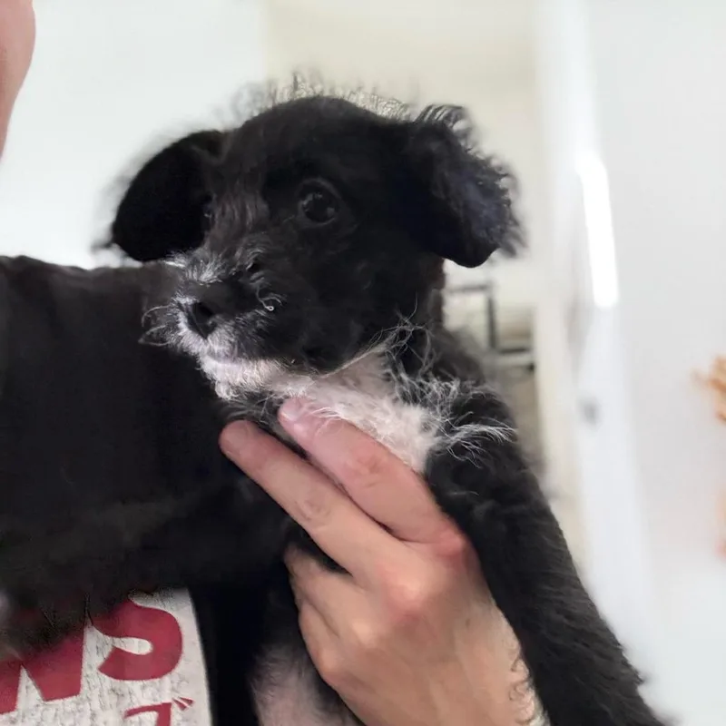 Pepper thumbnail 5