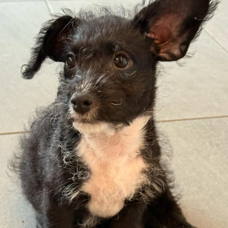 Pepper thumbnail 6