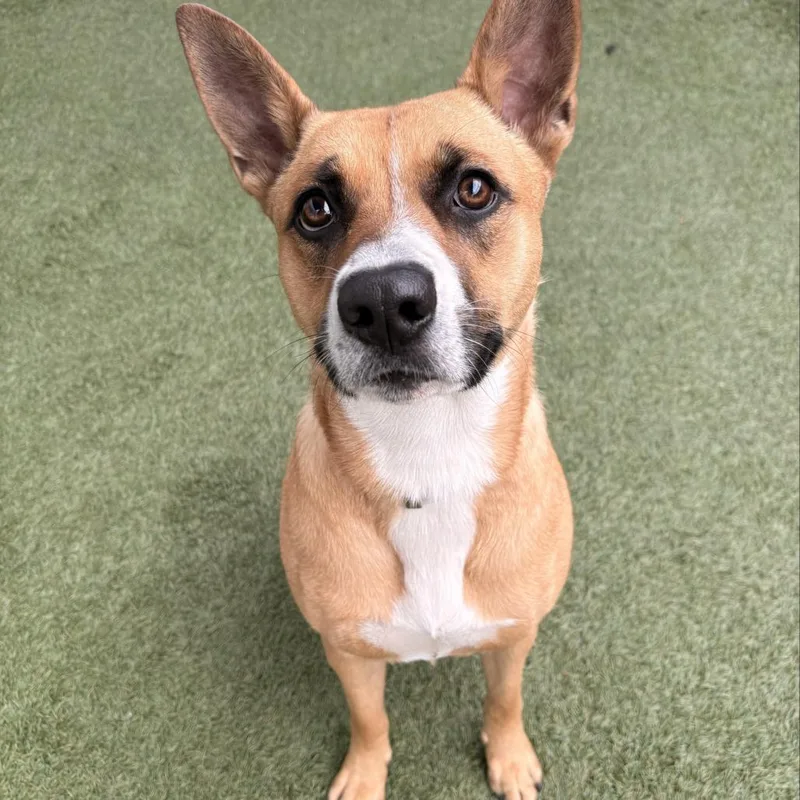 An adult medium-sized female Yellow / Tan / Blond / Fawn Shepherd dog named Sassie for adoption in Hawthorne, CA
