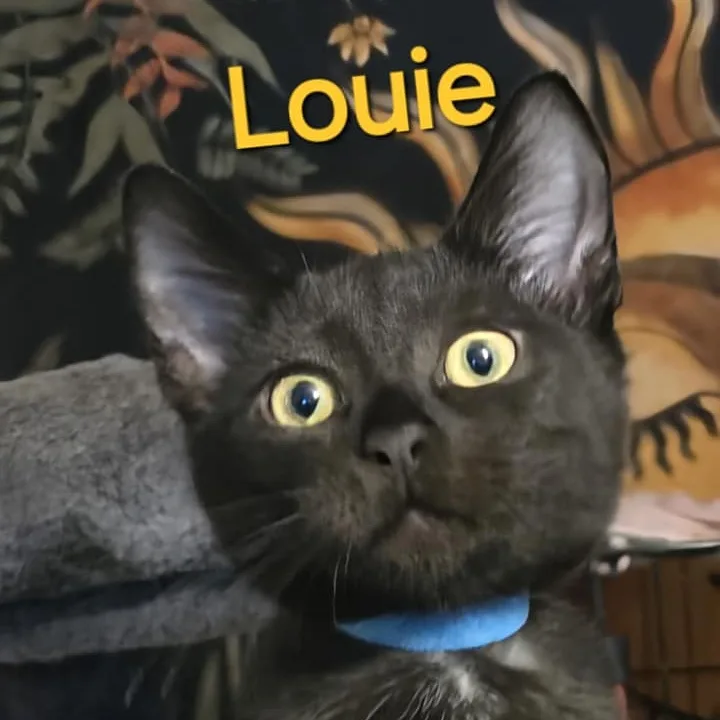 Louie thumbnail 3